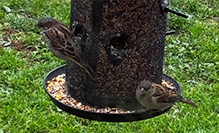 American Tree Sparrow