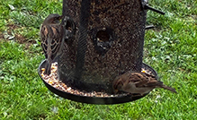 American Tree Sparrow