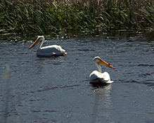 American White Pelican