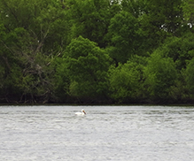 American White Pelican