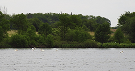 American White Pelican