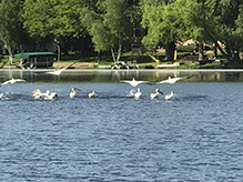 American White Pelican