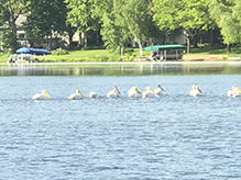 American White Pelican