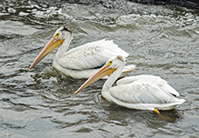 American White Pelican