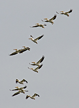 American White Pelican