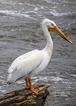 American White Pelican