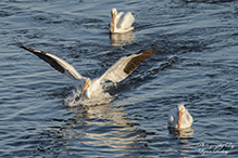 American White Pelican