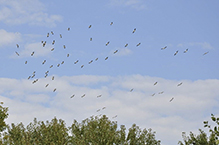 American White Pelican