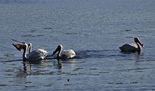 American White Pelican