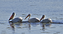 American White Pelican