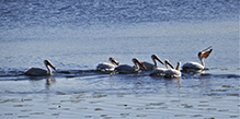 American White Pelican