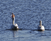 American White Pelican