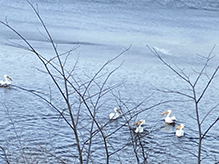 American White Pelican