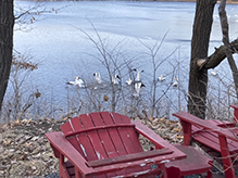 American White Pelican