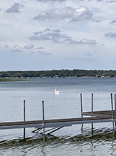 American White Pelican