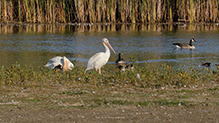 American White Pelican