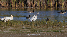 American White Pelican