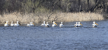 American White Pelican
