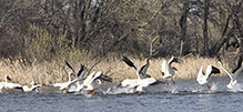 American White Pelican