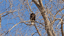 Click to enlarge Bald Eagle 53