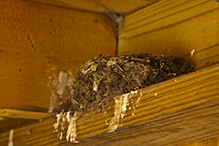 Barn Swallow