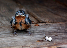 Barn Swallow