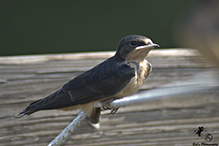 Barn Swallow