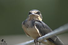 Barn Swallow