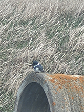 Belted Kingfisher