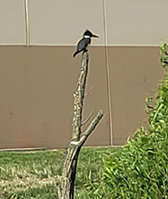 Belted Kingfisher