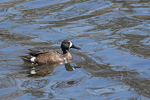 Blue-winged Teal