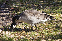 Canada Goose