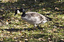 Canada Goose