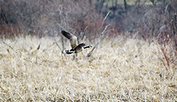 Canada Goose