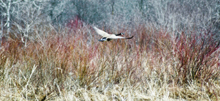 Canada Goose