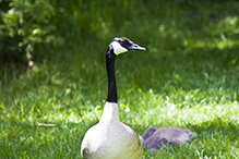 Canada Goose