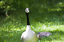 Canada Goose