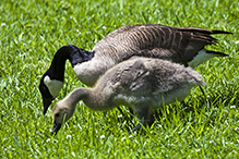 Canada Goose