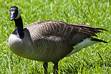 Canada Goose