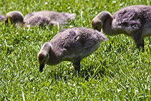 Canada Goose