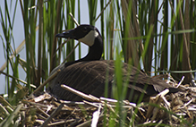 Canada Goose