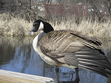 Canada Goose