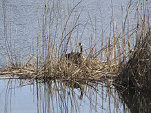 Canada Goose