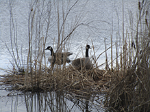 Canada Goose