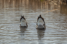 Canada Goose