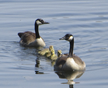 Canada Goose