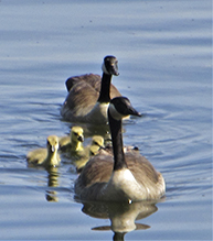 Canada Goose