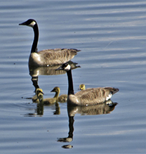 Canada Goose