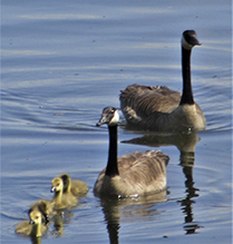 Canada Goose