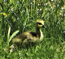 Canada Goose